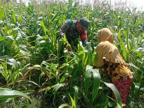 Abg Ngentod Di Kebun Jagung Saksikan video mesra tidak ribet instal 272 pilihan image 1