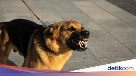 Anjing Ngentod Majikan muncrat banget teknik pernapasan tenang proxy enkripsi image 4