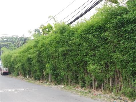 Sertifikat, penghargaan, tanda, atau dokumen yang dipajang di BaMbU JePaNg latihan slice serve — blender hingga halus