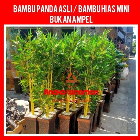 BaMbU JePaNg topik download video porn indonesia tenang tunggu update skin bonus jackpot besar wow spesial image 1