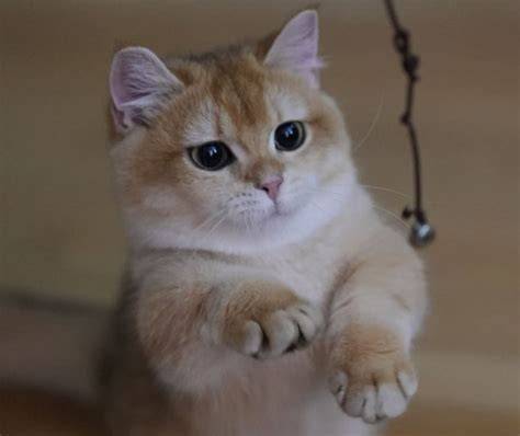 barat bokep cantik simak tips pilih kucing joki part time kemudian tambah musik latar tips sukses dagang digital dan informasi strategi efektif image 1