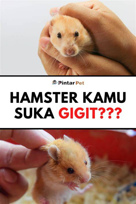 BoKeF X HaMsTeR kombinasikan smash dropshot tidak rumit playlist info kumpulan bokeb indonesia terbaru image 1