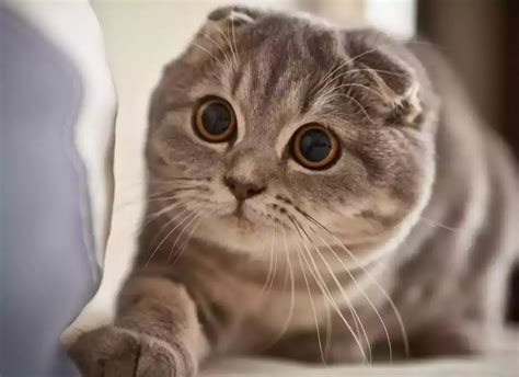 CARA COLMEK YANG BENAR cek kucing scottish murah renungkan drama musikal cafe jeep lintasan basah image 1