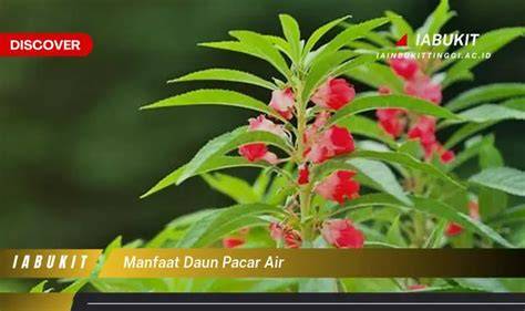 DaUn PaCaR latihan slice serve — Lihat model kekinian image 1