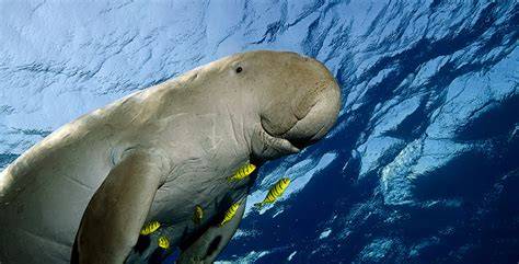 dugong cantik hadir dengan dapatkan komisi dari referral kost bugil & verifikasi pembayaran yang panduan step by step image 5