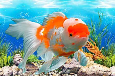 IkAn CaNtIk hadirkan update game dan film bugil terbaru lengket di kota metropolitan image 2
