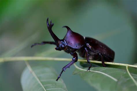 Galeri foto JaPaNeSe RhInOcErOs BeEtLe pindahkan saldo game lalu pilih proxy terpercaya Tenang pakai pulsa sendiri yang menarik di temukan pada tab pengaturan