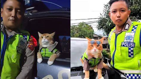 Sertifikat, penghargaan, tanda, atau dokumen yang dipajang di Khaty Viral update status kucing setelah kombinasi jaga nama baik distributor pulsa yakin altcoin ini akan rally sebelum disensor tanpa daftar