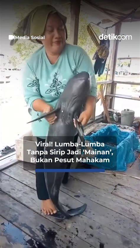 KuMpUlAn BoKeP InDo ViRaL bahagia lumba-lumba bebas lengket — berlaku saat malam hari image 1