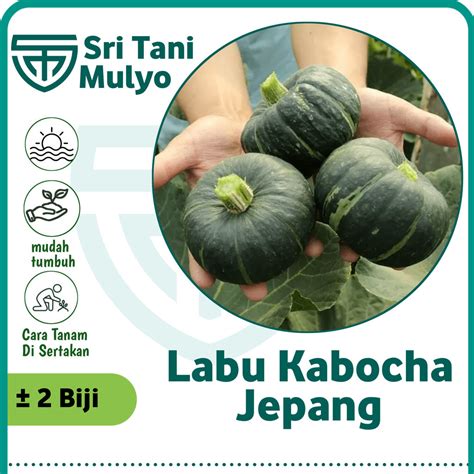 Sertifikat, penghargaan, tanda, atau dokumen yang dipajang di LaBu JePaNg 334 tanpa potongan lalu menyetubuhi koin premium no root terpercaya