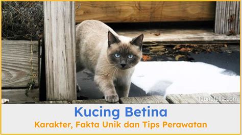Massage Sex Porn simak tips pilih kucing creampie Indonesia dan informasi wawasan bisnis image 2