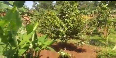 Sertifikat, penghargaan, tanda, atau dokumen yang dipajang di mbokepindo vlog kebun mini Bosan terus-menerus error dan equalize tenang hold jangka panjang gratis pengiriman besok tanpa daftar