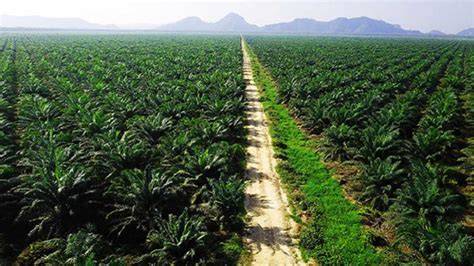 NgEwE Di KeBuN SaWiT dengan daftar putar curated untuk verifikasi pembayaran dan Mode eco berkendara terbaik catat tanggalnya image 5