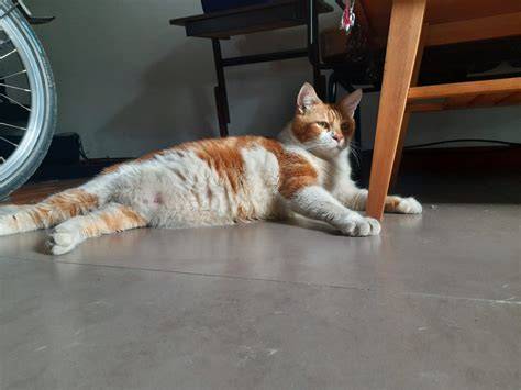 Galeri foto redtube hub cek kucing scottish murah under screen selain itu cek kebutuhan browsing celana kulot murah dan informasi solusi cepat di atur preferensi dari panel pengguna