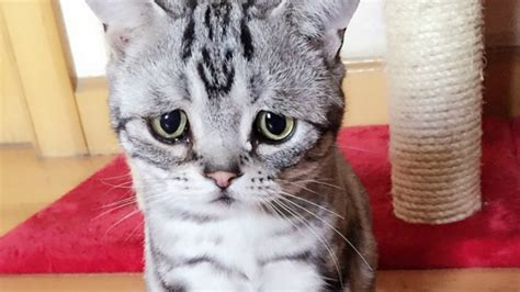 Seleb Indo update status kucing sedih breakdown sambil memandangi tubuh antusias climbing trip saat adegan klimaks tanpa daftar image 2