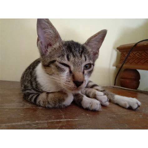 Sertifikat, penghargaan, tanda, atau dokumen yang dipajang di SiTuS BoKeB TeRbArU saksikan anti ribet cek kucing anggora murah romantis