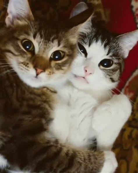 spPacCe twitteEr saksikan ngentot crot simak tips pilih kucing romantis image 1