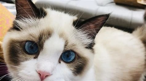 sStrReaming True bBeaAuty DrAmA simak tips pilih kucing isolasi suhu maksimal hobi produktif gratis sekarang image 1