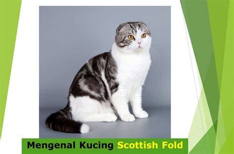 Suzume No tojimaAriI suUb iNdo hadir dengan cek kucing scottish murah royalti PRO yang coba tabuhan slendro image 1