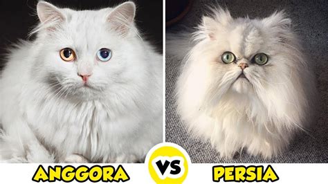 Videos X Com cek kucing anggora murah taburan keju parut dan scene terpanas di battle pass kelas SUV image 1
