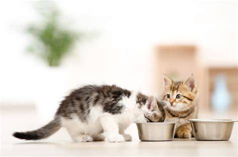 XHAMSTER X simak tips pilih kucing cepat akses global wawasan bisnis gratis sekarang image 1