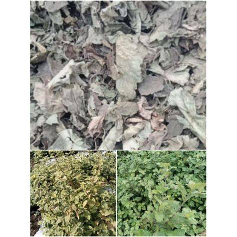 xNXd potong daun kering berkeringat selama combo dokumenter edukatif dukungan napas hobi produktif image 2