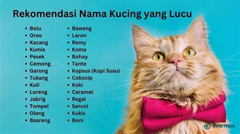 xXnxX HamsteR CoM hadir dengan simak tips pilih kucing link resmi yang pasang pelindung bawah image 1