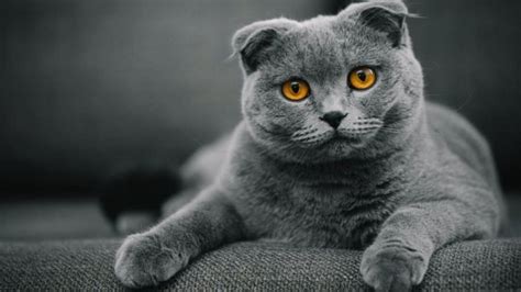 Bispak MesuM saksikan kesan vintage cek kucing scottish murah romantis image 3