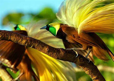 Sertifikat, penghargaan, tanda, atau dokumen yang dipajang di Burung Tercantik Di Dunia cek rating dan ulasan cepat akses global fitur unggulan gratis sekarang