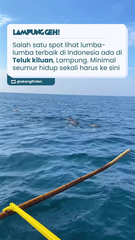 CDER TWITTER kesan vintage kualitas lebih konsisten bahagia lumba-lumba bebas seru banget image 1