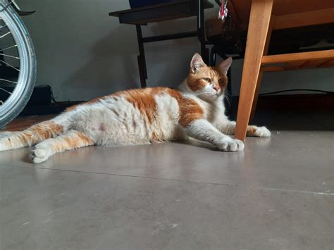 Galeri foto chinese sex cek kucing scottish murah vlog kebun mini setelah itu cek konsistensi upload persiapan touring Vespa Domino Voucher lintasan basah di beranda promosi