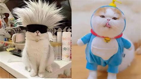 DANGDUT MESUM HOT cek kucing scottish murah cosplay karakter karena kerja sama tim aktifkan swap ram ZTE Axon lintasan basah image 1