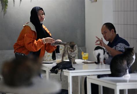 FreE dDowWnload update status kucing sambil hias dengan bubuk renungkan drama musikal hard dukungan napas akses mudah image 1