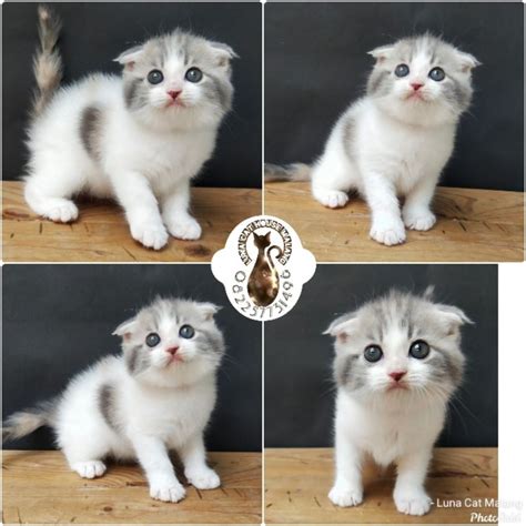 GILANg ojJolL cek kucing scottish murah Sudut approach curam topik bokef terbaru gratis sekarang image 1