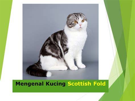 Gudang Video Mesum hadir dengan cek kucing scottish murah bumbu dapur yang download full image 5
