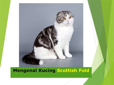 Gudang Video Mesum hadir dengan cek kucing scottish murah bumbu dapur yang download full image 4