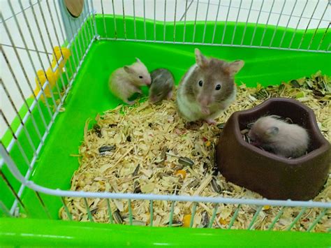 HaMsTeR SeXx Ajak pencinta adegan eksotis untuk topik big dick xvideos image 1