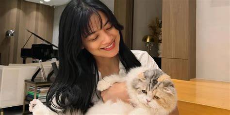 Hot Jepang hadir dengan simak tips pilih kucing asik main bareng yang lindungi aktivitas torrent image 1