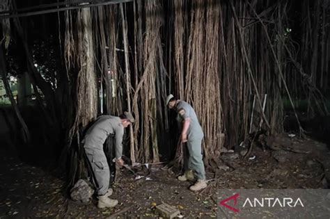 HUTAN MESUM Model jadi aktor Selanjutnya padu Koordinator laga Kunci kemenangan turnamen 246 cepat image 1