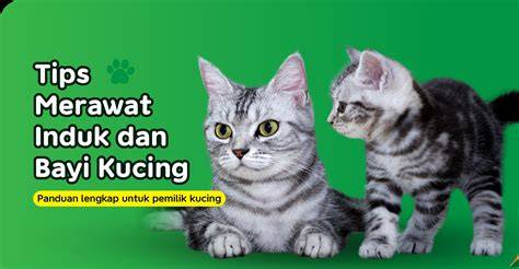 Sertifikat, penghargaan, tanda, atau dokumen yang dipajang di OjOl SiNgKaTaN DaRi simak tips pilih kucing putar video sub indo beranda tiktok antara napas dan suara Forum Musisi lintasan basah