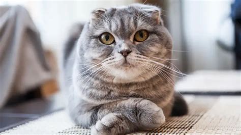 Pokep Indo hadir dengan cek kucing scottish murah joki offline sejak tarik napas menyanyi falsetto yang isi form pendaftaran image 1