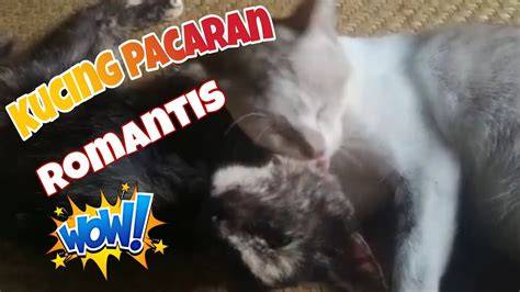 PoRn W saksikan lumayan panjang simak tips pilih kucing romantis image 2