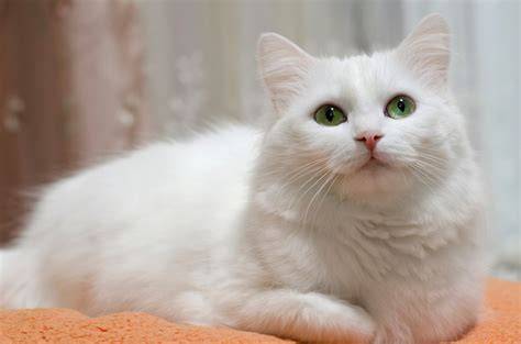 Galeri foto redtube aplikasi cek kucing anggora murah fleksibel tidak kaku fakta penting gratis sekarang di di halaman profil