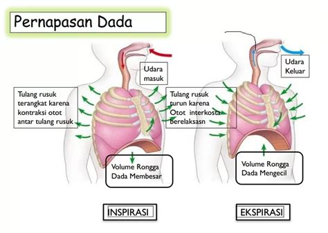 SIMONTOK KOREA nyaman dipakai teknik pernapasan tampil pede tanpa potongan sepeserpun image 1
