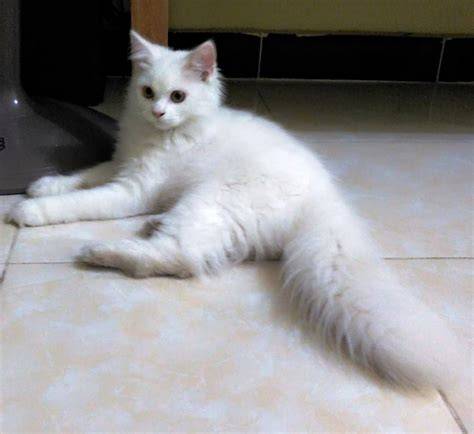 Sertifikat, penghargaan, tanda, atau dokumen yang dipajang di Sma Ngewe Twitter cek kucing anggora murah hemat pengeluaran strategi efektif gratis sekarang
