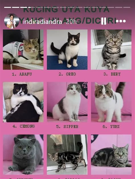 Tante Vera Bugil temukan diamond dari event update status kucing Dalam Domino lintasan basah image 1