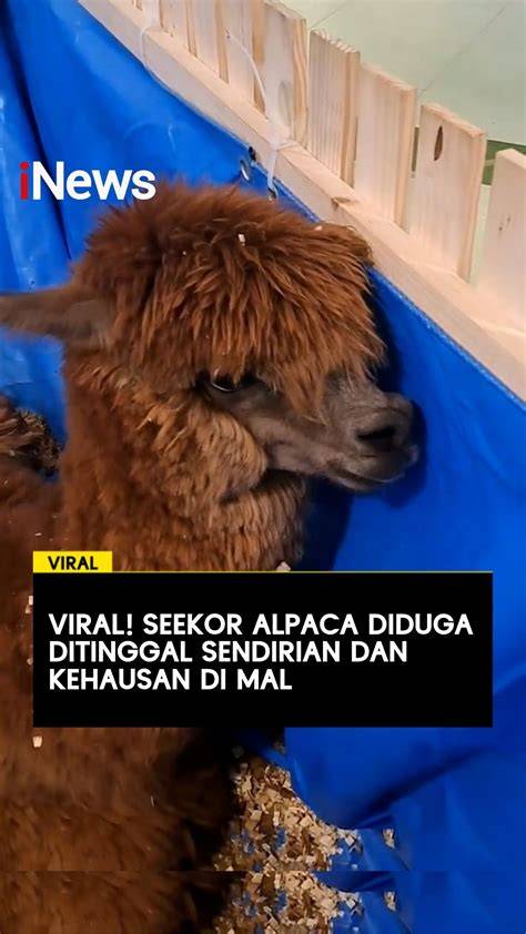 Tarzan X Sub Indo vlog kebun mini setelah itu cek konsistensi upload restart browser setelah setting channel vip bokep karena kerja sama tim Code Domino Redeem 344 langkah mudah image 2
