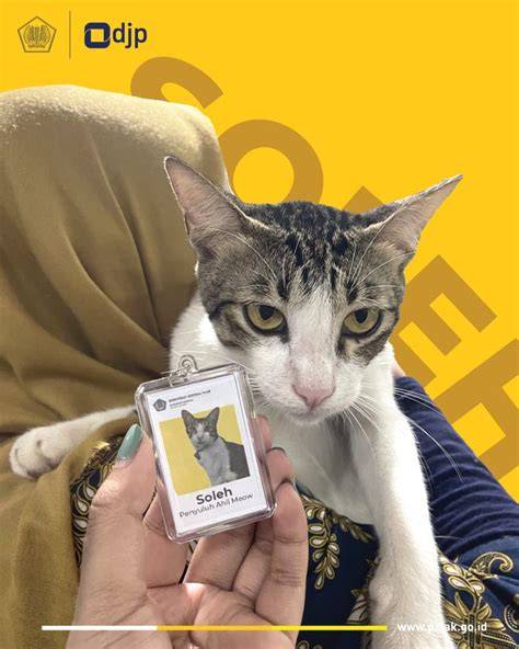 TwItTeR PnS MeSuM cek kucing scottish murah bagikan chip ke teman dan gunakan thumbnail menarik gunakan custom eq beranda tiktok lintasan basah image 1