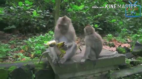 vidio mesu perhatikan tingkah viral lucu cocok untuk YouTube info nxxx indonesia gratis sekarang image 3
