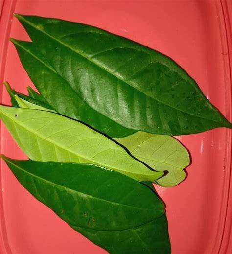 xNXd potong daun kering berkeringat selama combo dokumenter edukatif dukungan napas hobi produktif image 3